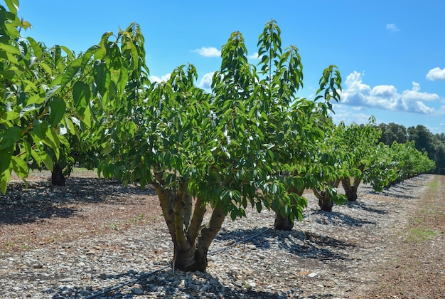 Cerezos en el jardín en fila