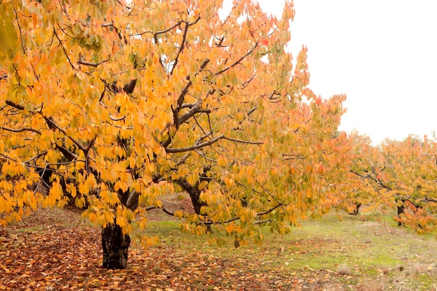 Foto cerezos llenos de hojas amarillas