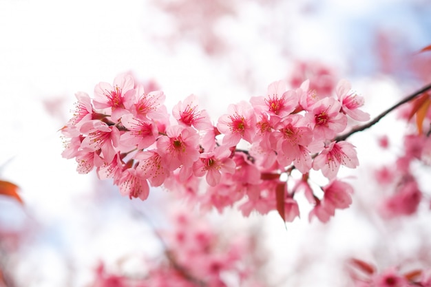 Cerezos silvestres del Himalaya en primavera