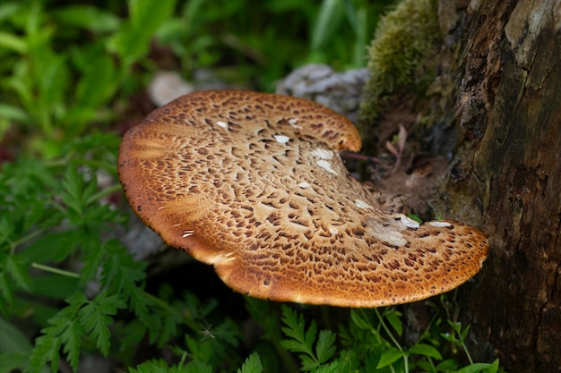 Cerioporus squamosus também conhecido como pheasants back mushrooms e dryads saddle