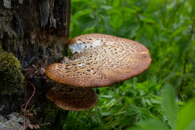 Cerioporus squamosus também conhecido como pheasants back mushrooms e dryads saddle