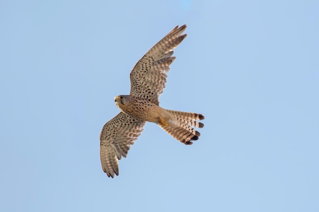 Cernícalo común (Falco tinnunculus). Cernícalo común en vuelo