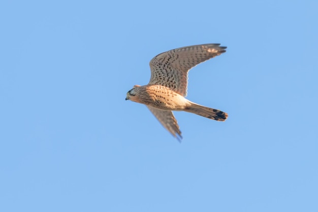 Cernícalo común (Falco tinnunculus). Cernícalo común en vuelo