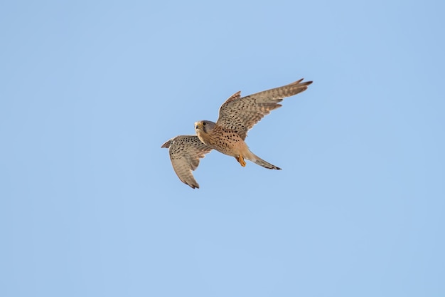 Cernícalo común (Falco tinnunculus). Cernícalo común en vuelo