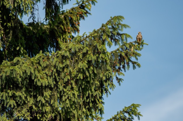 Cernícalo común. Falco tinnunculus pajaritos de presa