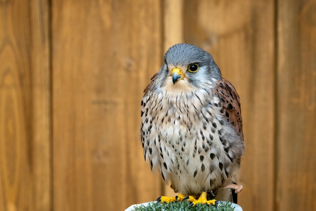 Cernícalo común Falco tinnunculus retrato de ave rapaz