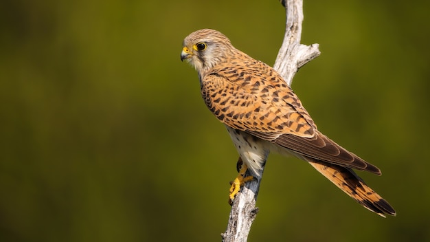 Cernícalo común hembra sentado en una rama en la naturaleza de verano