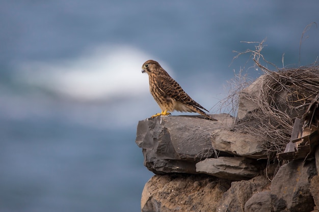 Cernícalo (falco tinnunculus) hembra en Tenerife.