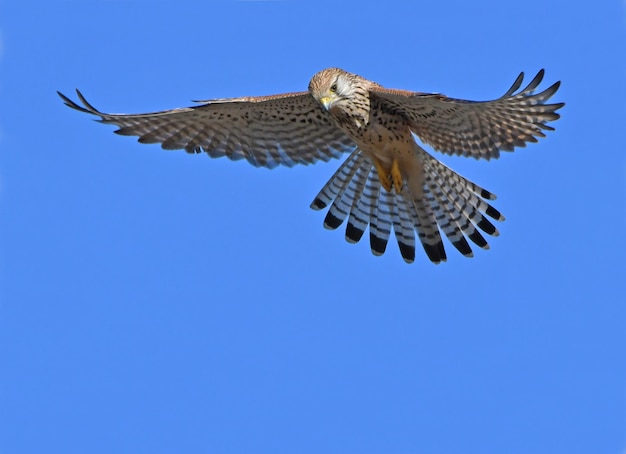 Foto cernícalo volando en el cielo azul