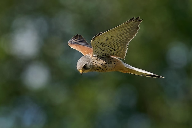 Cernícalo vulgar Falco tinnunculus