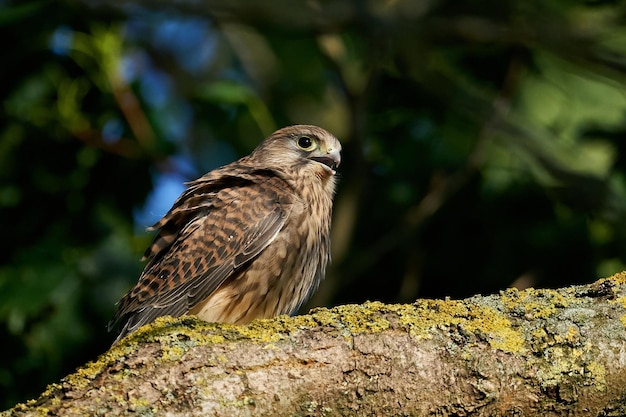 Cernícalo vulgar Falco tinnunculus