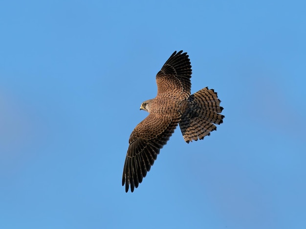 Cernícalo vulgar Falco tinnunculus