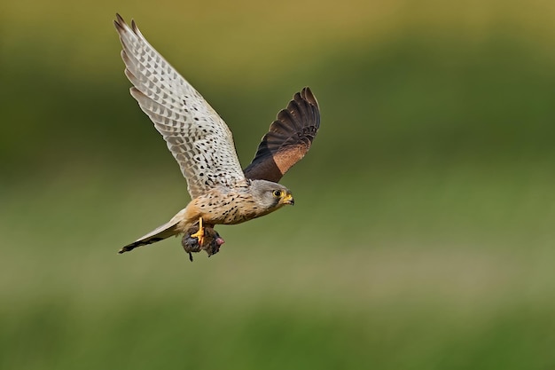 Cernícalo vulgar Falco tinnunculus