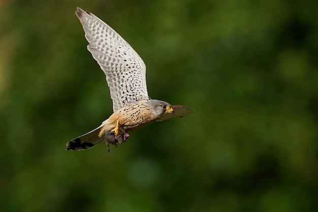 Cernícalo vulgar Falco tinnunculus