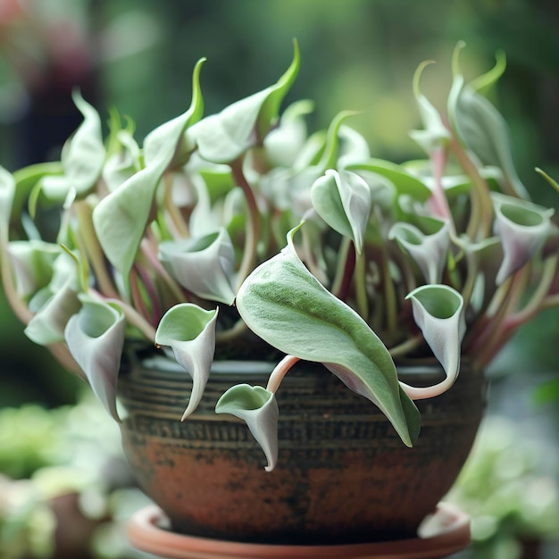 Foto ceropegia woodii em um vaso de flores