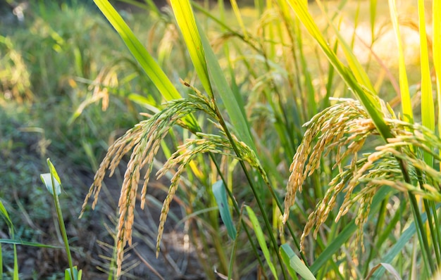 Cerrado de arroz de maduración en un campo de arroz con luz solar