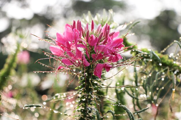 Cerrado color rosa flor araña con gotas de agua