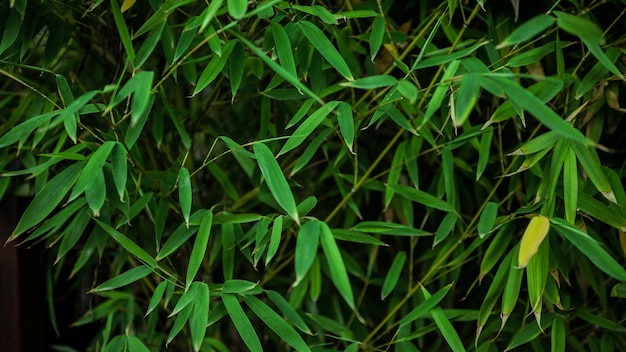 Cerrado del fondo natural del bosque de madera de bambú asiático Textura de bambú verde