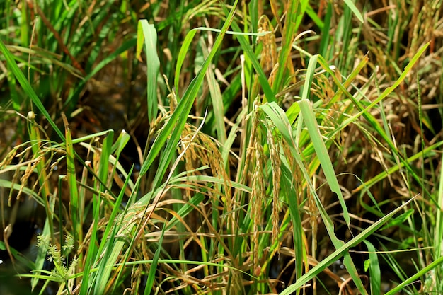 Cerrado los granos de arroz dorado maduro en el sol, el campo de arroz de Tailandia