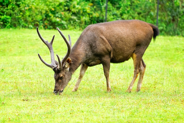 Cerrado de hermosa samba masculina (Cervus unicolor) de pie hierbas de alimentación en el bosque