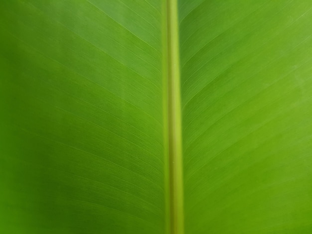 Cerrado hoja de plátano