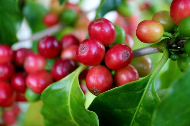 Cerrado el manojo de cerezas rojas maduras de café en su rama de árbol listo para cosechar