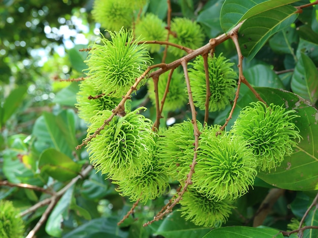 Cerrado en manojo de frutas verdes inmaduros de Rambutan en el árbol