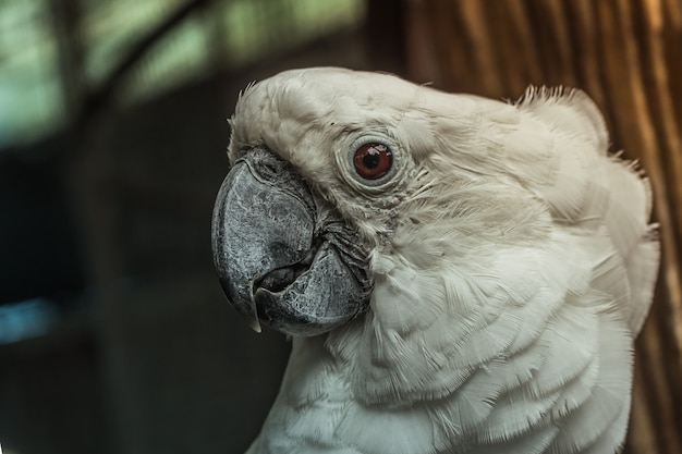 Foto cerrado pájaro guacamayo blanco con natural