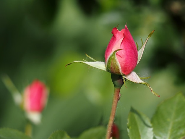 Cerrado rosa capullo de rosa cerrar macro