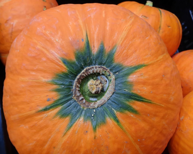 Cerrado hasta el tallo de color verde oscuro de una vibrante calabaza naranja madura de color