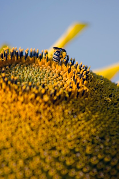 Foto cerrado en el trabajo de abeja