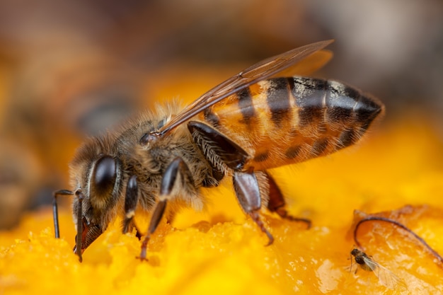 Cerrar abeja extrayendo polen de flor