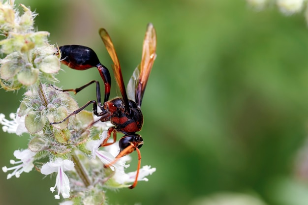 cerrar abeja picadora