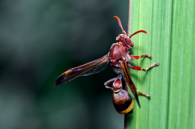 cerrar abeja picadora