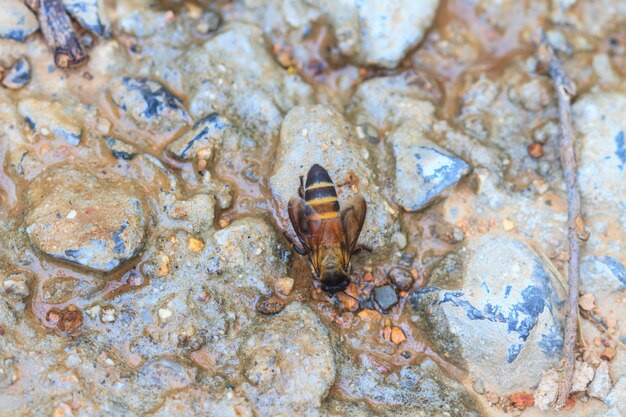 Foto cerrar abeja en el suelo