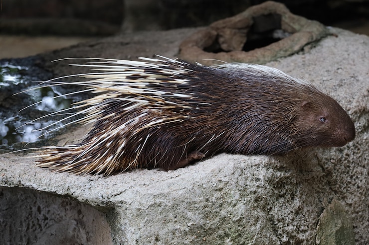 Cerrar el animal puercoespín malayo es dormir y descansar