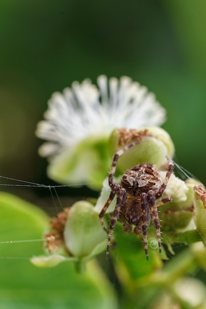 Cerrar araña en planta verde