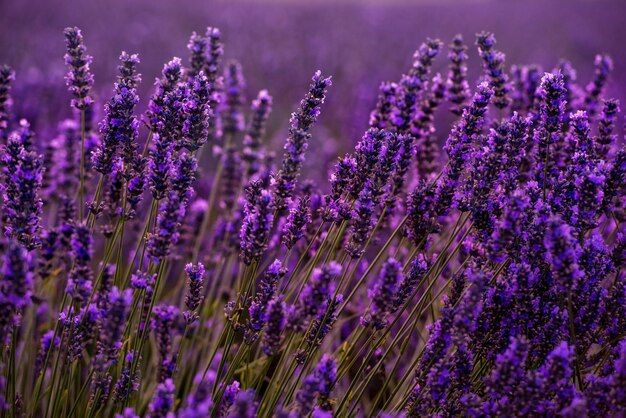 Cerrar Arbustos de flores aromáticas de color púrpura lavanda en el campo de lavanda en verano cerca de valensole en provence francia