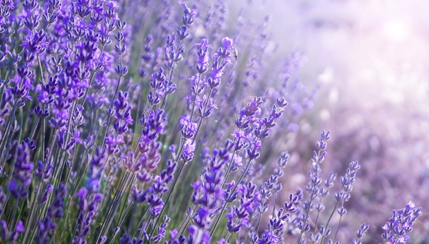 Cerrar arbustos de flores aromáticas púrpura lavanda en campo de lavanda en verano