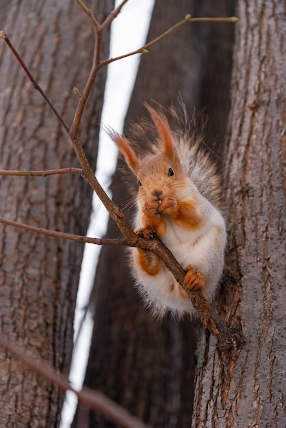 Cerrar ardilla linda se sienta en el árbol e