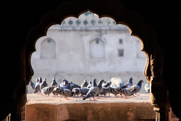 Foto cerrar bandada de palomas sobre fondo de pared vieja.