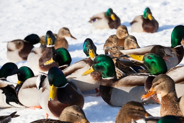 Cerrar en bandada de patos en invierno