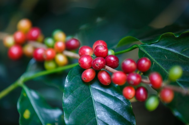 Cerrar bayas de café arábica madura fruta en cafeto