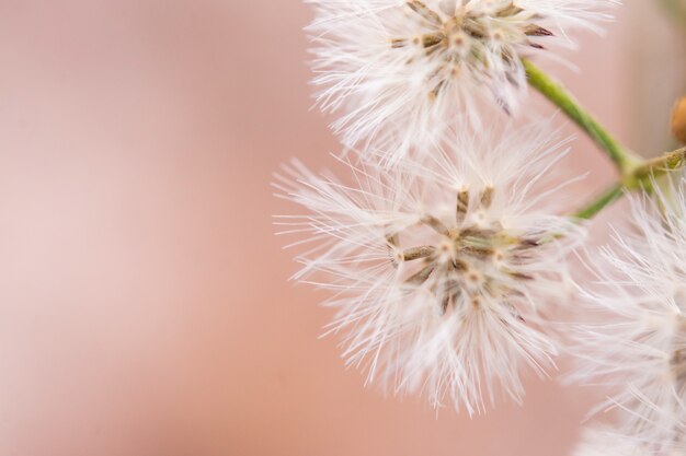 Cerrar blanco pequeño ironweed, vernonia cinerea flor