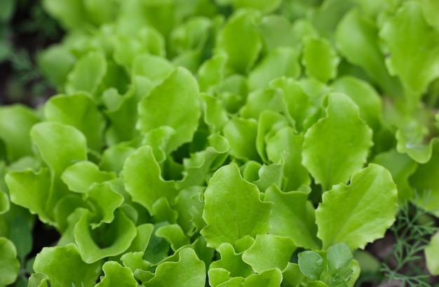 Cerrar los brotes de hojas de lechuga verde fresca que crecen en la cama del huerto