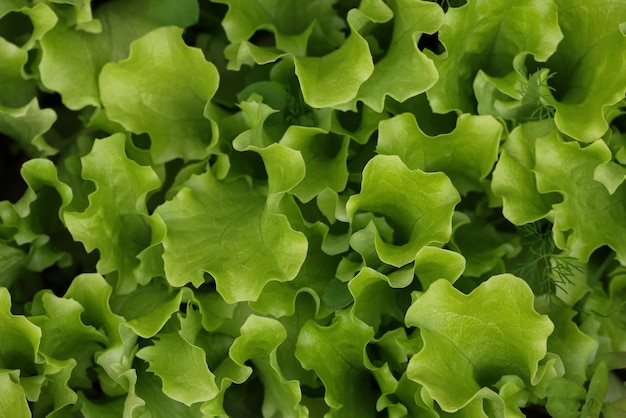 Cerrar los brotes de hojas de lechuga verde fresca que crecen en la cama del huerto