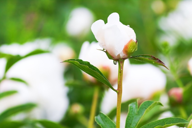 Cerrar brotes de peonías blancas