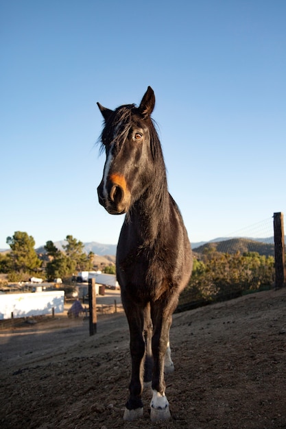 Foto cerrar a caballo en la naturaleza