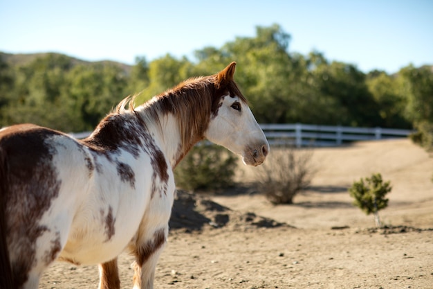 Cerrar a caballo en la naturaleza