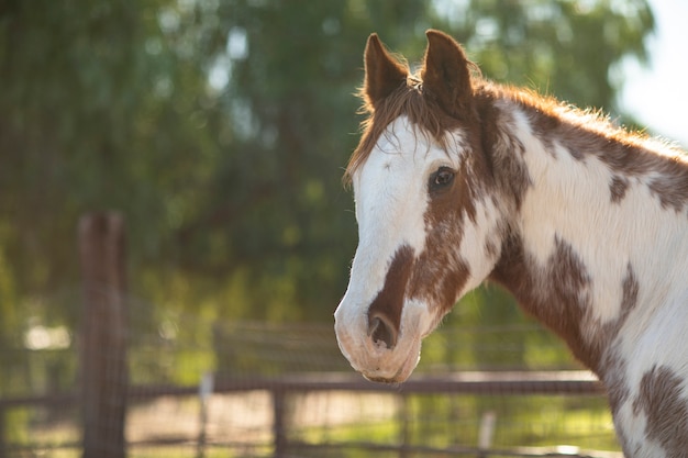 Cerrar a caballo en la naturaleza